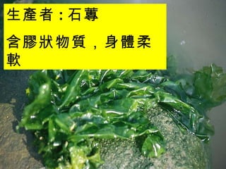 生產者 : 石蓴 含膠狀物質，身體柔軟  