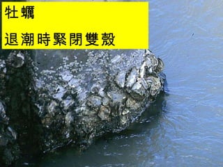 牡蠣 退潮時緊閉雙殼 