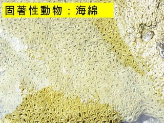 固著性動物：海綿  