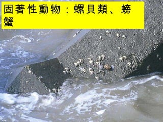 固著性動物：螺貝類、螃蟹  