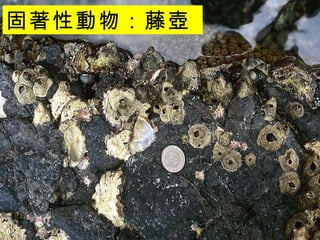 固著性動物：藤壺  
