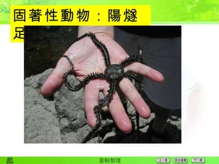 固著性動物：陽燧足  