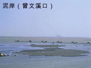 泥岸（曾文溪口）   