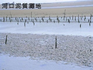 河口泥質灘地   
