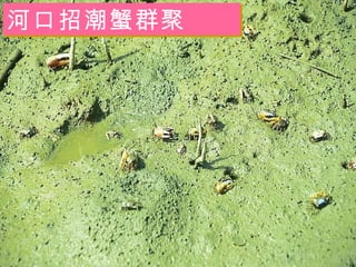 河口招潮蟹群聚 
