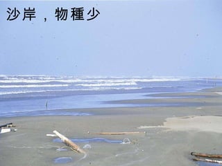 沙岸，物種少   