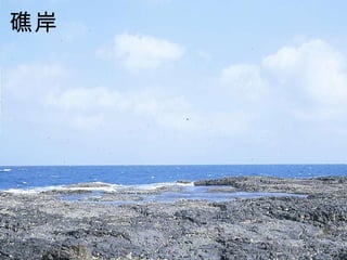 礁岸   