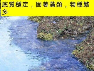 底質穩定，固著藻類，物種繁多   