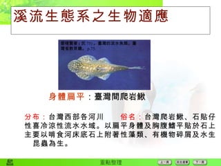 溪流生態系之生物適應 身體扁平 ：臺灣間爬岩鰍 曾晴賢著 ( 民 75) 。臺灣的淡水魚類。臺灣省教育廳。 p.75.   分布： 台灣西部各河川　　 俗名： 台灣爬岩鰍、石貼仔 性喜冷涼性流水水域。以扁平身體及胸腹鰭平貼於石上 主要以啃食河床底石上附著性藻類、有機物碎屑及水生昆蟲為生。 