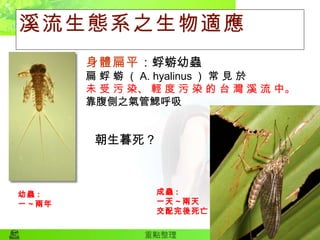 溪流生態系之生物適應 身體扁平 ：蜉蝣幼蟲 扁 蜉 蝣 （ A. hyalinus ） 常 見 於  未 受 污 染、 輕 度 污 染 的 台 灣 溪 流 中。 靠腹側之氣管鰓呼吸  朝生暮死 ? 幼蟲 : 一 ~ 兩年 成蟲 : 一天 ~ 兩天 交配完後死亡 