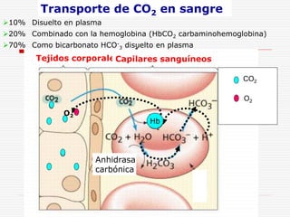 3-5-estructura-hemoglobina.ppt
