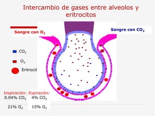 3-5-estructura-hemoglobina.ppt
