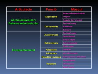 Articulació Funció Múscul Acromioclavicular i Esternocostoclavicular Ascendents Esternocleidomastoïdal Trapezi Angular de l’omòplat Descendents Pectoral major Romboide Subclavi Escapulohumeral Avantversors Pectoral major Serrat lateral Retroversors Dorsal ample Sobreescapular Rodó major Abductors Deltoide Adductors els retroversors Rotadors inversos Retroversors i abductors Rotadors Supraespinal Infraespinal Rodó menor 