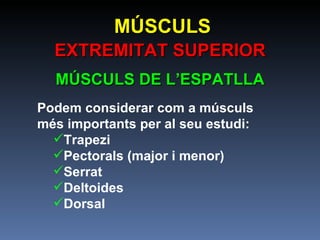 MÚSCULS EXTREMITAT SUPERIOR MÚSCULS DE L’ESPATLLA Podem considerar com a músculs més importants per al seu estudi: Trapezi Pectorals (major i menor) Serrat  Deltoides Dorsal 