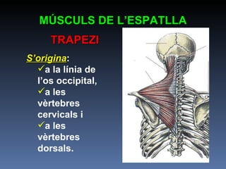 MÚSCULS DE L’ESPATLLA TRAPEZI S’origina : a la línia de l’os occipital,  a les vèrtebres cervicals i  a les vèrtebres dorsals. 