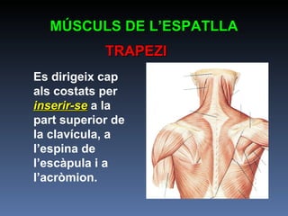 Es dirigeix cap als costats per  inserir-se   a la part superior de la clavícula, a l’espina de l’escàpula i a l’acròmion. MÚSCULS DE L’ESPATLLA TRAPEZI 