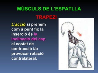 L’acció   si prenem com a punt fix la inserció és  la inclinació del cap  al costat de contracció i/o provocar rotació contralateral. MÚSCULS DE L’ESPATLLA TRAPEZI 