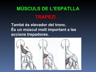 MÚSCULS DE L’ESPATLLA TRAPEZI També és elevador del tronc. És un múscul molt important a les accions trepadores. 