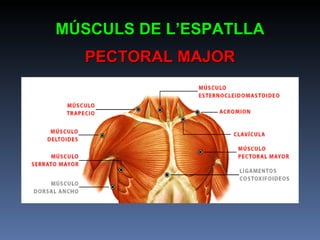 MÚSCULS DE L’ESPATLLA PECTORAL MAJOR 