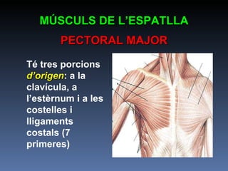 MÚSCULS DE L’ESPATLLA PECTORAL MAJOR Té tres porcions  d’origen : a la clavícula, a l’estèrnum i a les costelles i lligaments costals (7 primeres) 