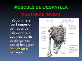 MÚSCULS DE L’ESPATLLA PECTORAL MAJOR i abdominals (part superior del recte de l’abdominal). Les tres parts es dirigeixen cap al braç per  inserir-se   a l’húmer. 