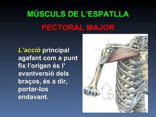 MÚSCULS DE L’ESPATLLA PECTORAL MAJOR L’acció   principal agafant com a punt fix l’origen és l’ avantversió dels braços, és a dir, portar-los endavant. 