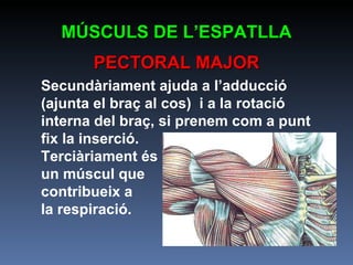 MÚSCULS DE L’ESPATLLA PECTORAL MAJOR Secundàriament ajuda a l’adducció (ajunta el braç al cos)  i a la rotació interna del braç, si prenem com a punt fix la inserció.  Terciàriament és  un múscul que  contribueix a  la respiració. 