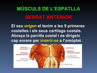 MÚSCULS DE L’ESPATLLA SERRAT ANTERIOR El seu  origen  el tenim a les 9 primeres costelles i els seus cartílags costals. Abraça la parrilla costal i es dirigeix cap enrere per  inserir-se  a l’omòplat. 