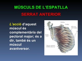 L’acció  d’aquest múscul és complementària del pectoral major; és a dir, també és un múscul avantversor. MÚSCULS DE L’ESPATLLA SERRAT ANTERIOR 