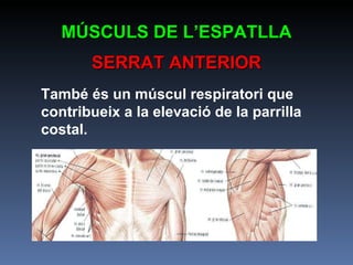 També és un múscul respiratori que contribueix a la elevació de la parrilla costal.   MÚSCULS DE L’ESPATLLA SERRAT ANTERIOR 