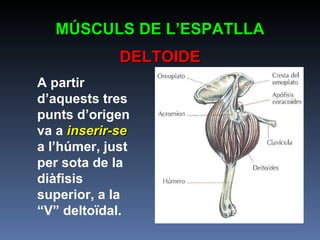 A partir d’aquests tres punts d’origen va a  inserir-se  a l’húmer, just per sota de la diàfisis superior, a la “V” deltoïdal. MÚSCULS DE L’ESPATLLA DELTOIDE 