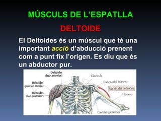 El Deltoides és un múscul que té una important  acció  d’abducció prenent com a punt fix l’origen. Es diu que és un abductor pur. MÚSCULS DE L’ESPATLLA DELTOIDE 