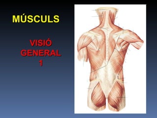 MÚSCULS VISIÓ GENERAL 1 