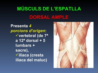 MÚSCULS DE L’ESPATLLA DORSAL AMPLE Presenta  4 porcions d’origen : vertebral (de 7ª a 12ª dorsal + 5 lumbars + sacre), ilíaca (cresta ilíaca del maluc)  