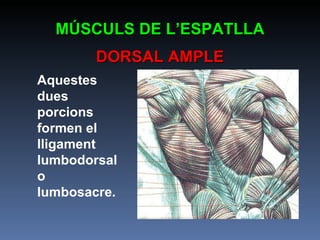 Aquestes dues porcions formen el lligament lumbodorsal o lumbosacre. MÚSCULS DE L’ESPATLLA DORSAL AMPLE 