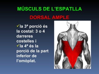 la 3ª porció és la costal: 3 o 4 darreres costelles i  la 4ª és la porció de la part inferior de l’omòplat. MÚSCULS DE L’ESPATLLA DORSAL AMPLE 