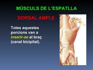 Totes aquestes porcions van a  inserir-se  al braç (canal bicipital). MÚSCULS DE L’ESPATLLA DORSAL AMPLE 