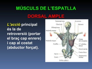 L’acció  principal és la de retroversió (portar el braç cap enrere) i cap al costat (abductor forçat).  MÚSCULS DE L’ESPATLLA DORSAL AMPLE 