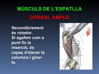 Secundàriament és rotador. Si agafem com a punt fix la inserció, és capaç d’elevar la columna i girar-la. MÚSCULS DE L’ESPATLLA DORSAL AMPLE 