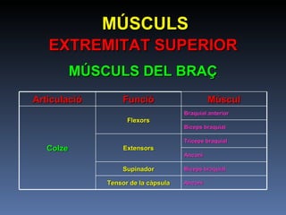 MÚSCULS EXTREMITAT SUPERIOR MÚSCULS DEL BRAÇ Articulació Funció Múscul Colze Flexors Braquial anterior Bíceps braquial Extensors Tríceps braquial Anconi Supinador Bíceps braquial Tensor de la càpsula Anconi 