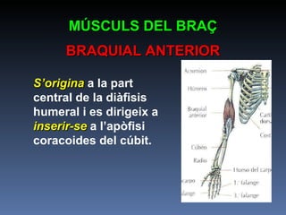 MÚSCULS DEL BRAÇ BRAQUIAL ANTERIOR S’origina  a la part central de la diàfisis humeral i es dirigeix a  inserir-se  a l’apòfisi coracoides del cúbit. 