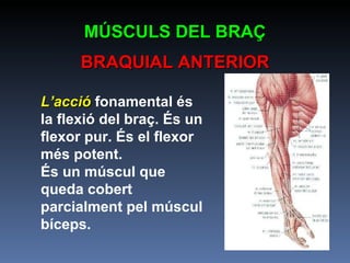 L’acció  fonamental és la flexió del braç. És un flexor pur. És el flexor més potent. És un múscul que queda cobert parcialment pel múscul bíceps. MÚSCULS DEL BRAÇ BRAQUIAL ANTERIOR 