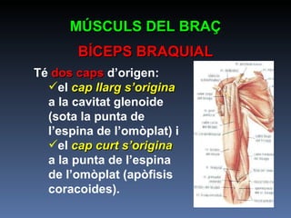 MÚSCULS DEL BRAÇ BÍCEPS BRAQUIAL Té  dos caps  d’origen: el  cap llarg   s’origina  a la cavitat glenoide (sota la punta de l’espina de l’omòplat) i  el  cap curt s’origina  a la punta de l’espina de l’omòplat (apòfisis coracoides). 