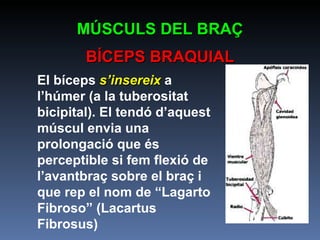 El bíceps  s’insereix   a l’húmer (a la tuberositat bicipital). El tendó d’aquest múscul envia una prolongació que és perceptible si fem flexió de l’avantbraç sobre el braç i que rep el nom de “Lagarto Fibroso” (Lacartus Fibrosus) MÚSCULS DEL BRAÇ BÍCEPS BRAQUIAL 