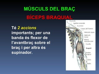 Té  2 accions  importants; per una banda és flexor de l’avantbraç sobre el braç i per altra és supinador.   MÚSCULS DEL BRAÇ BÍCEPS BRAQUIAL 