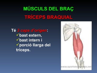 MÚSCULS DEL BRAÇ TRÍCEPS BRAQUIAL Té  3 caps d’origen :  bast extern,  bast intern i  porció llarga del tríceps.  