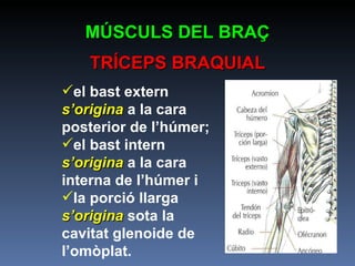 el bast extern  s’origina  a la cara posterior de l’húmer; el bast intern  s’origina  a la cara interna de l’húmer i  la porció llarga  s’origina  sota la cavitat glenoide de l’omòplat.  MÚSCULS DEL BRAÇ TRÍCEPS BRAQUIAL 