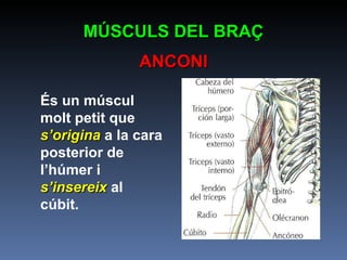 És un múscul molt petit que  s’origina   a la cara posterior de l’húmer i  s’insereix  al cúbit.  MÚSCULS DEL BRAÇ ANCONI 