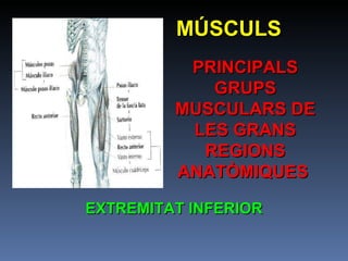 MÚSCULS PRINCIPALS GRUPS MUSCULARS DE LES GRANS REGIONS ANATÒMIQUES  EXTREMITAT INFERIOR 