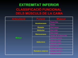 CLASSIFICACIÓ FUNCIONAL  DELS MÚSCULS DE LA CAMA EXTREMITAT INFERIOR Articulació Funció Múscul Maluc Avantversors Psoas-ilíac Pectini Rotador Gluti menor Abductor Gluti mitjà Retroversors Gluti major Tensor de la fàscia lata Adductors Adductor menor Adductor mitjà Adductor major Recte intern Rotadors externs Obturador extern Obturador intern Quadrat crural 
